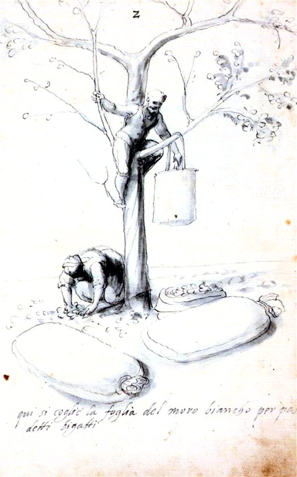 Giuseppe Arcimboldo - Treatise on Silk Culture and Manufacture (Series of Thirteen Drawings, No. 2) - WGA00914