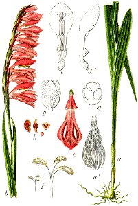 Gladiolus sp Sturm53