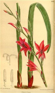Gladiolus melleri 141-8626