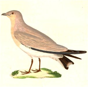 Glareola lactea 1838