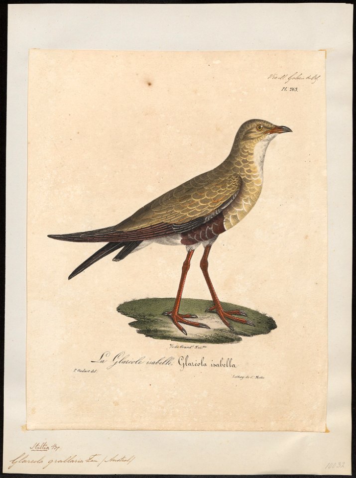 Glareola grallaria - 1825-1834 - Print - Iconographia Zoologica - Special Collections University of Amsterdam - UBA01 IZ17200283