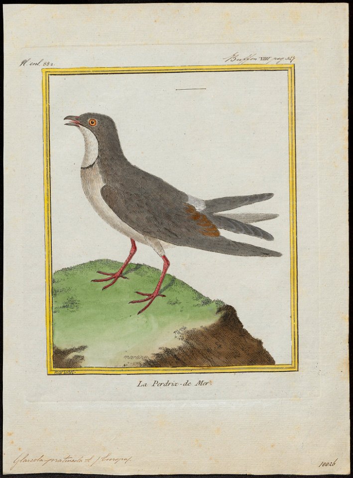 Glareola pratincola - 1700-1880 - Print - Iconographia Zoologica - Special Collections University of Amsterdam - UBA01 IZ17200271