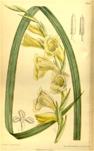 Gladiolus masoniorum 140-8548