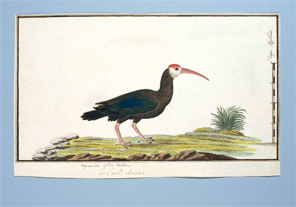 Gladnekibis (Geronticus calvus)