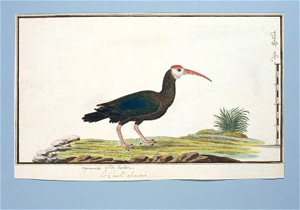 Gladnekibis (Geronticus calvus)