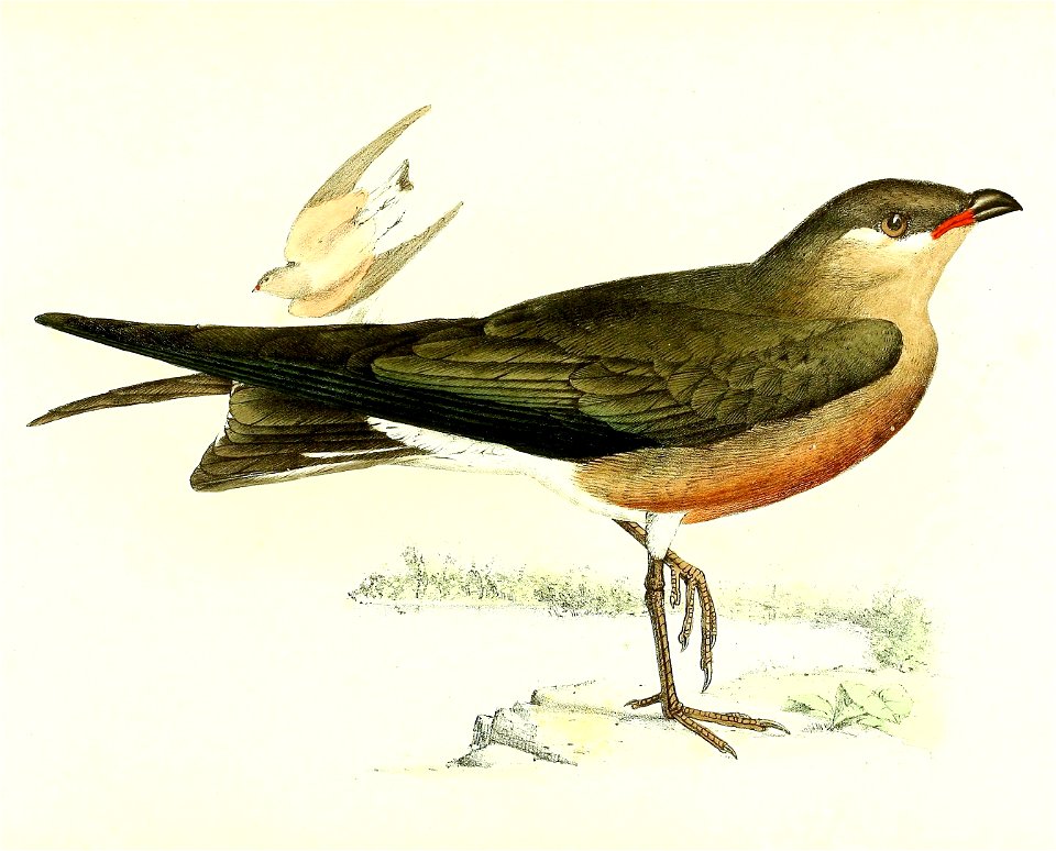 Glareola ocularis 1868