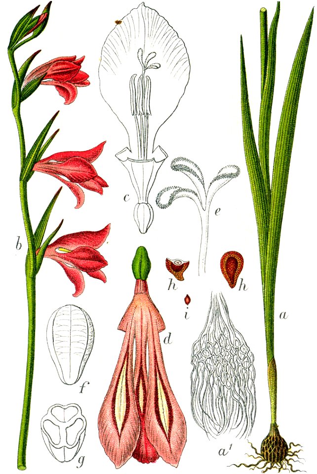 Gladiolus sp Sturm52
