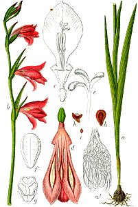 Gladiolus sp Sturm52