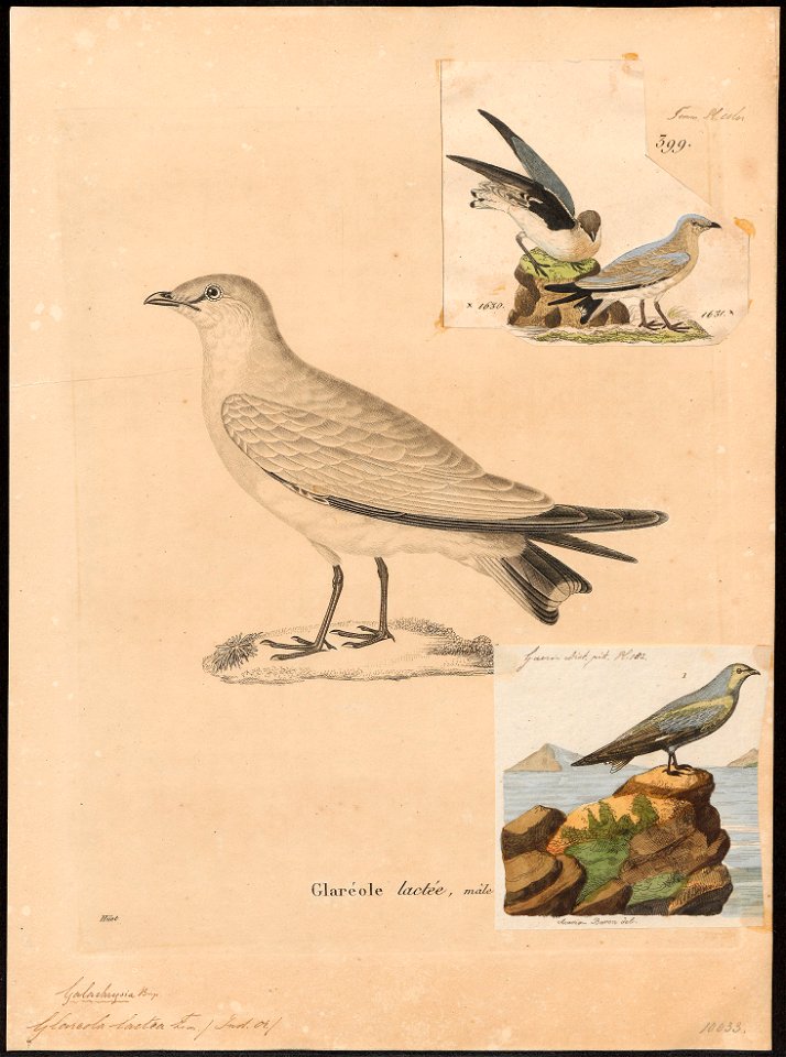 Glareola lactea - 1700-1880 - Print - Iconographia Zoologica - Special Collections University of Amsterdam - UBA01 IZ17200287