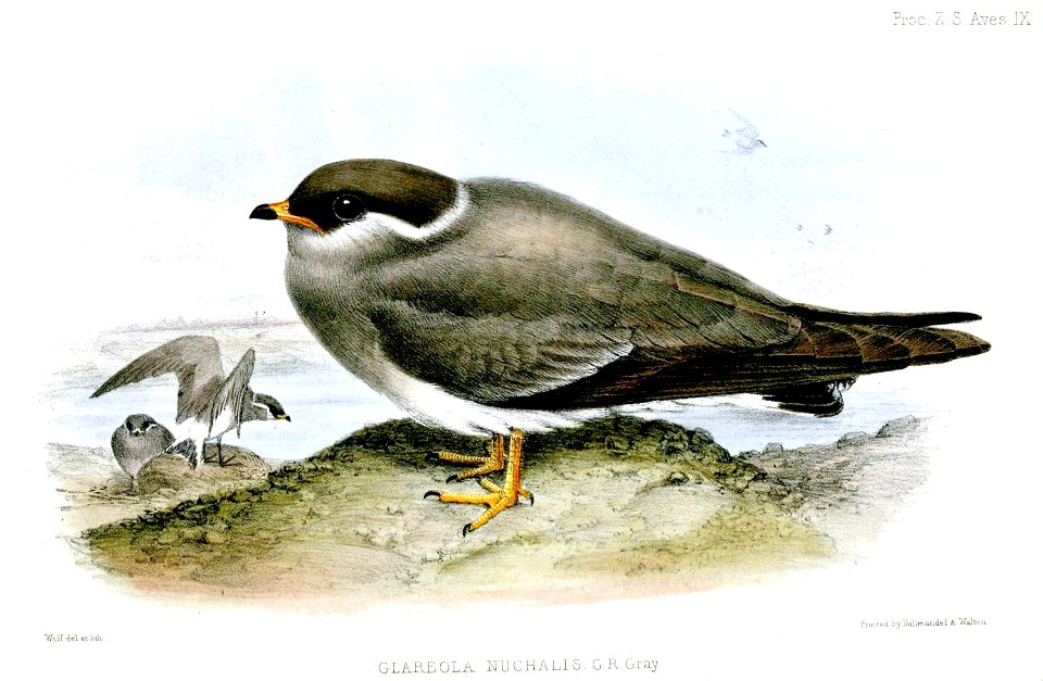 GlareolaNuchalisWolf