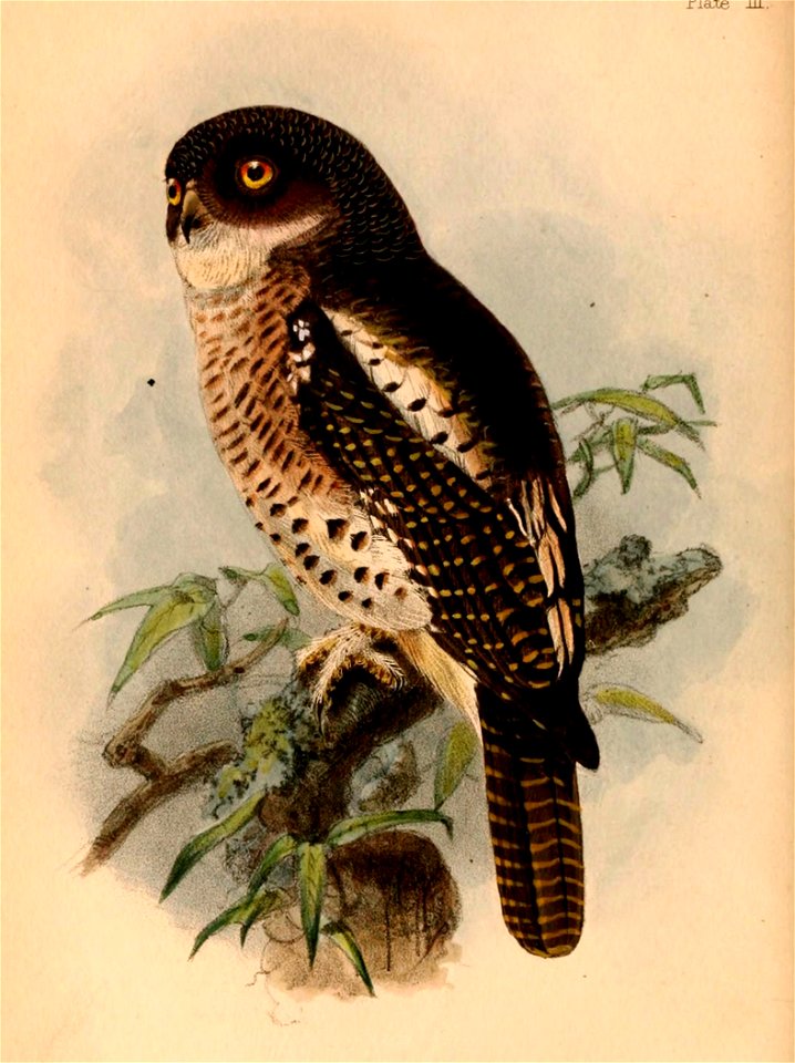 Glaucidium capense 1884