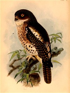 Glaucidium capense 1884
