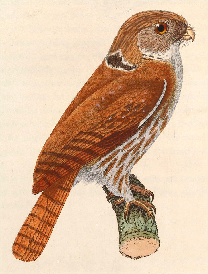 Glaucidium brasilianum 1838