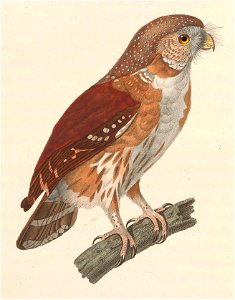 Glaucidium minutissimum 1838