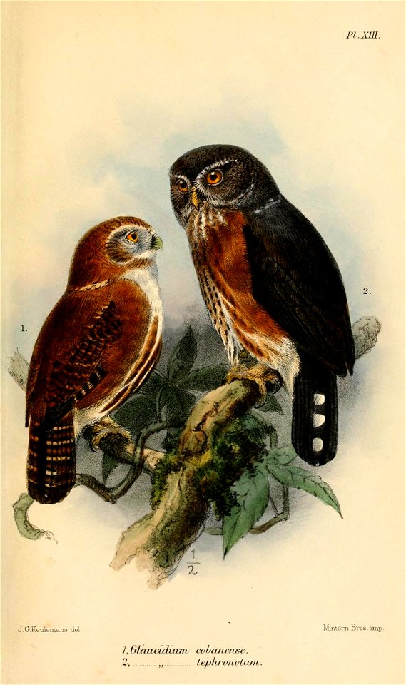 GlaucidiumKeulemans