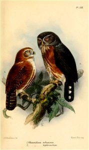 GlaucidiumKeulemans