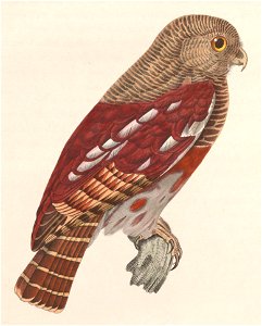 Glaucidium castanopterum 1838
