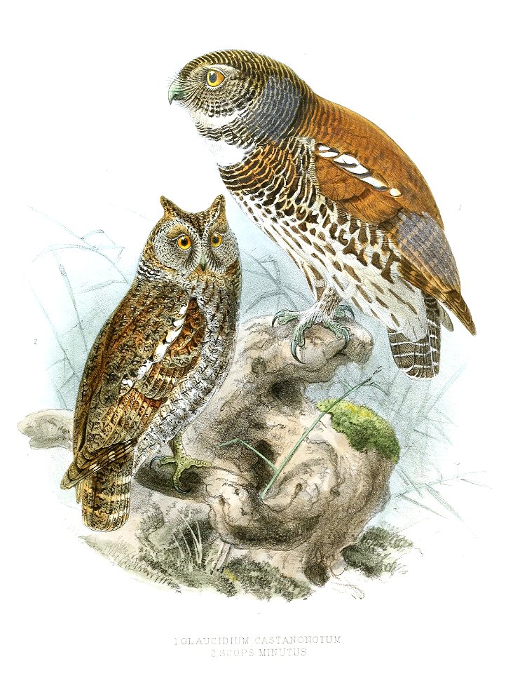 GlaucidiumCastanonotumLegge