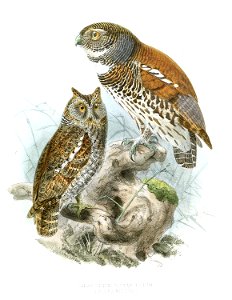 GlaucidiumCastanonotumLegge
