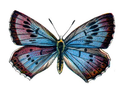Glaucopsyche arion Nemos