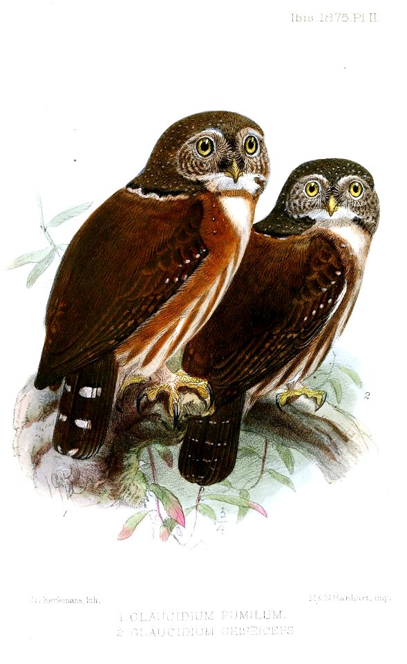 GlaucidiumPumilumGriseicepsKeulemans