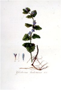 Glechoma hederacea — Flora Batava — Volume v5
