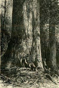 Gli alberi giganti il Bing-Ben dell’Australia