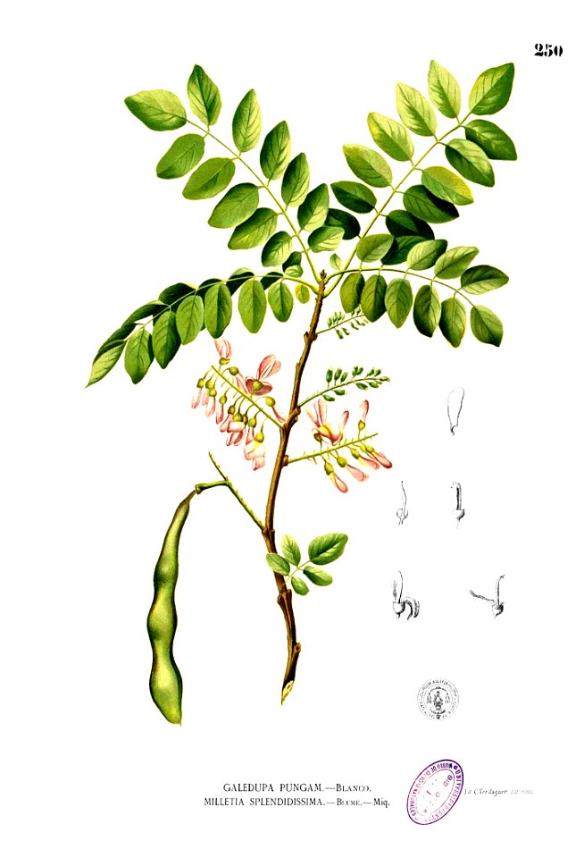 Gliricidia sepium Blanco2.250