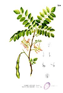 Gliricidia sepium Blanco2.250