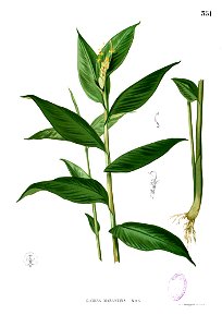 Globba marantina Blanco2.351