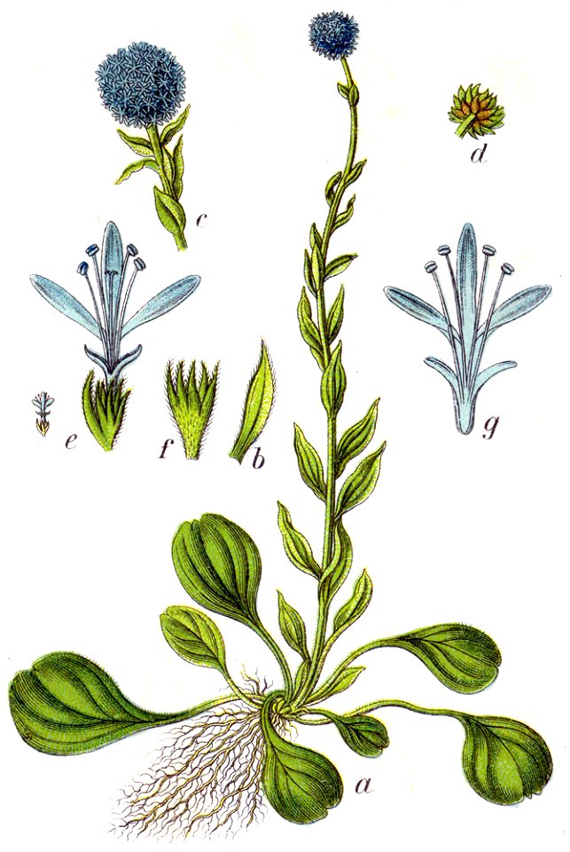 Globularia vulgaris Sturm61