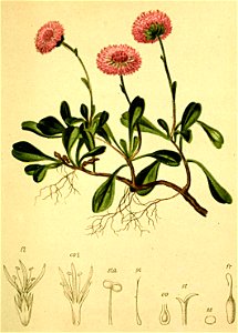 Globularia cordifolia Atlas Alpenflora