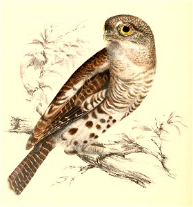 Glaucidium capense capense 1838