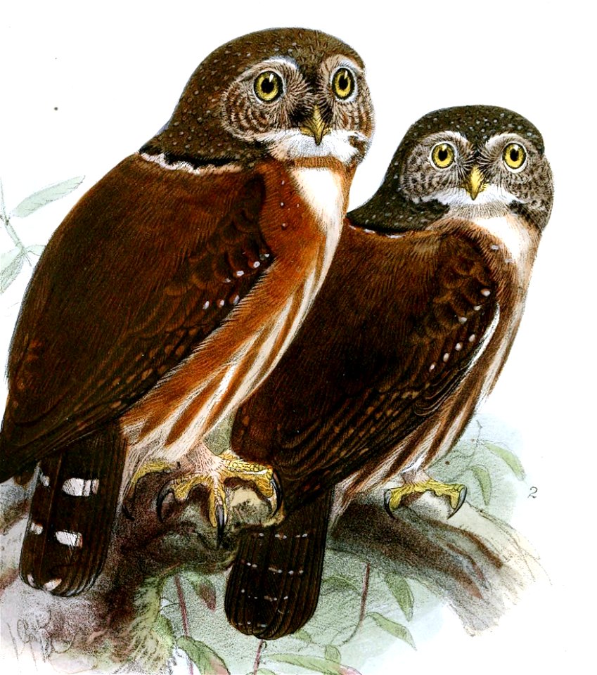GlaucidiumPumilumGriseicepsKeulemans (cropped)
