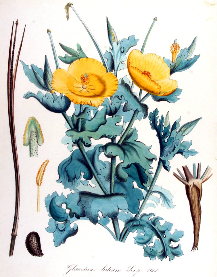 Glaucium luteum — Flora Batava — Volume v14