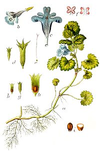 Glechoma hederacea Sturm27