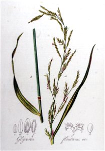 Glyceria fluitans — Flora Batava — Volume v8