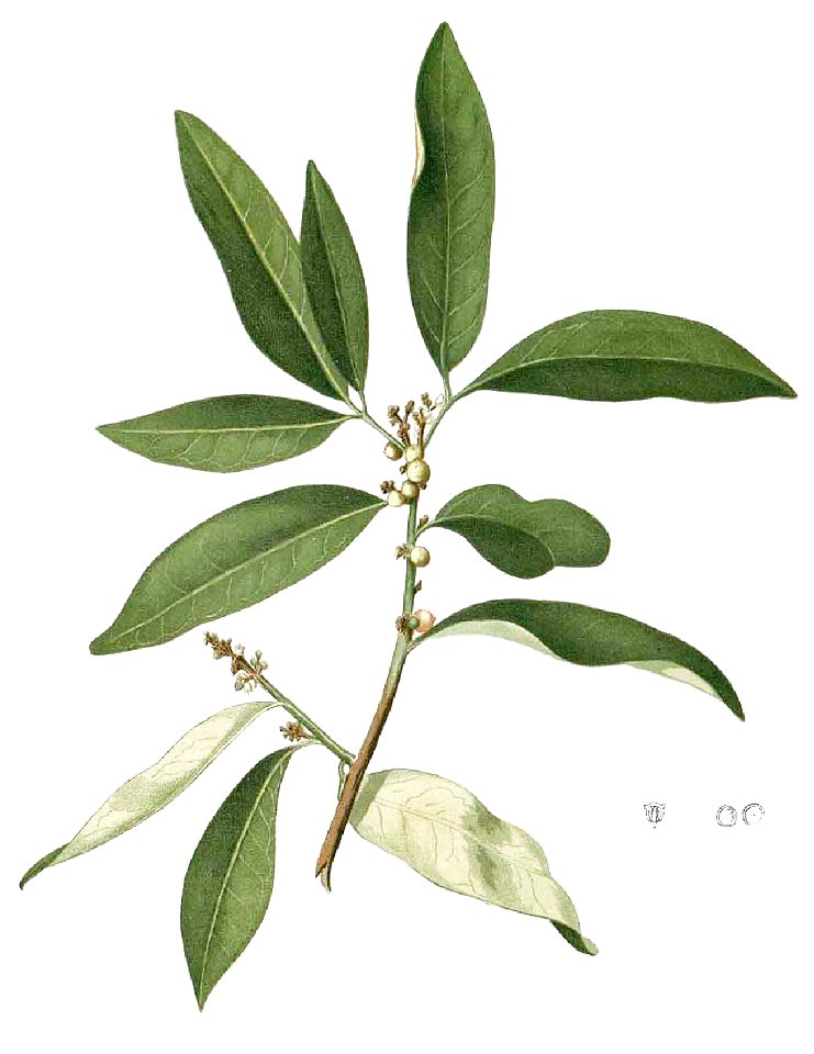 Glycosmis pentaphylla Blanco1.137-cropped