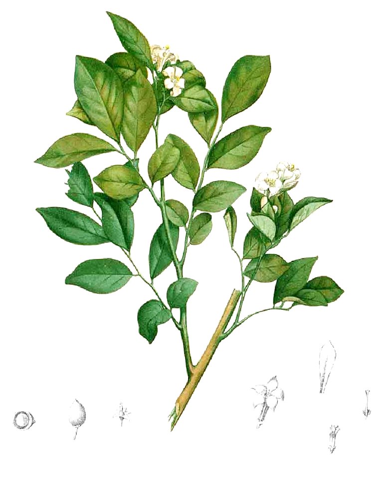 Glycosmis pentaphylla Blanco1.155-cropped