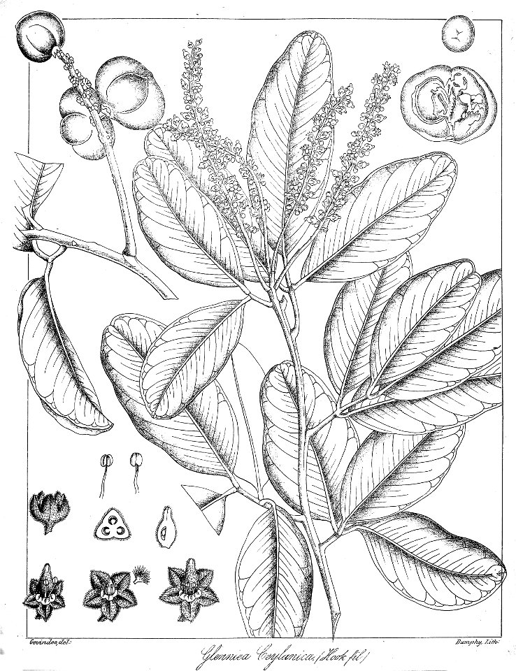 Glenniea zeylanica Govindoo