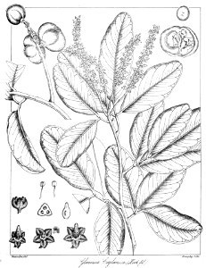 Glenniea zeylanica Govindoo