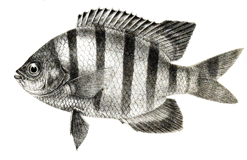 Glyphidodon caelestinus Mintern 83