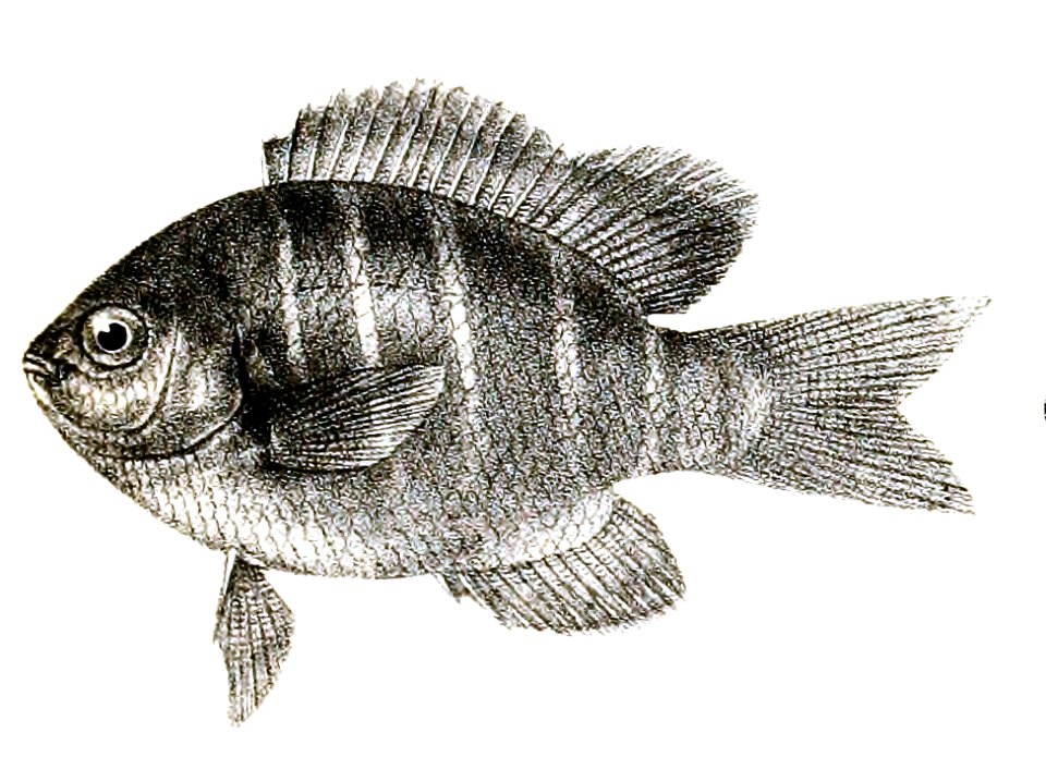 Glyphidodon notatus Mintern 83