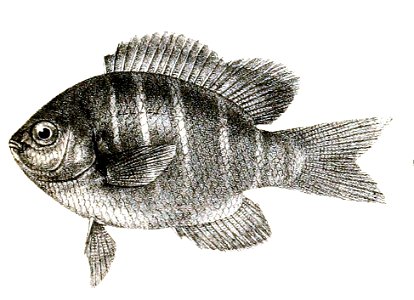 Glyphidodon notatus Mintern 83