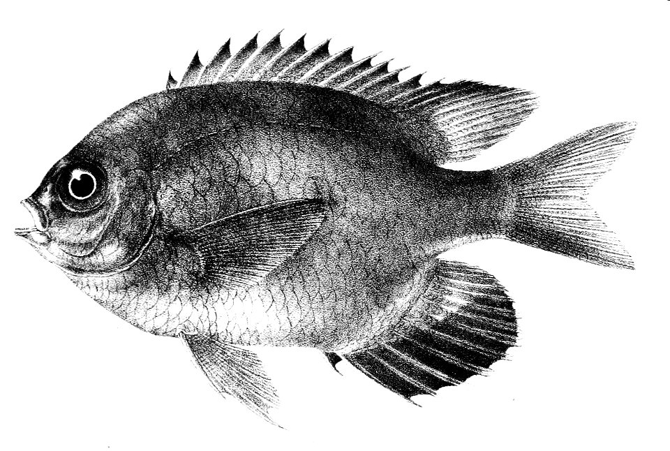 Glyphidodon leucogaster Day 81
