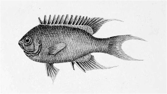 GlyphidodonCochinensisDay