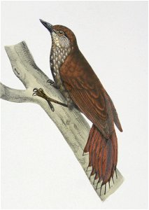 Glyphorynchus spirurus Castelnau