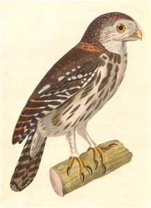 Glaucidium brasilianum brasilianum 1838
