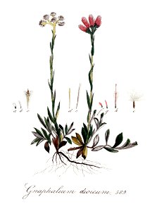 Gnaphalium dioicum — Flora Batava — Volume v8 - clean