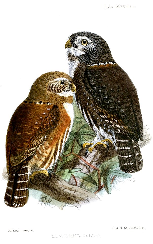 GlaucidiumGnomaKeulemans